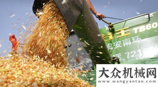 战三夏麦收中联重科谷王收割机领衔河北三夏麦收国内首