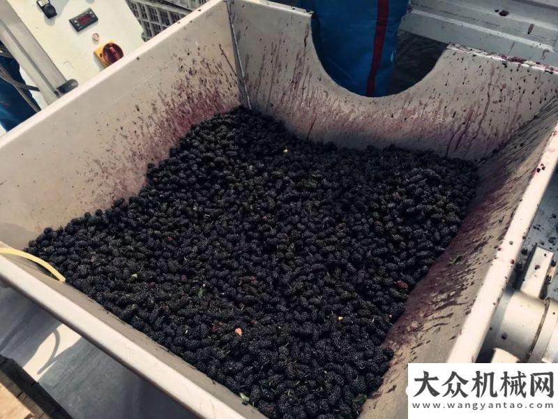 用心去雕飾2019年方圓集團金鼎酒業(yè)啟動桑葚壓榨工作中大機