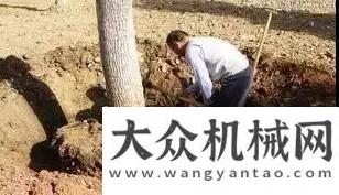 范項(xiàng)目名單山貓：原來用人工挖樹是這么奢侈的一件事！山東臨