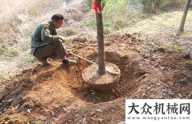 范項(xiàng)目名單山貓：原來用人工挖樹是這么奢侈的一件事！山東臨