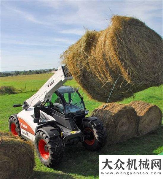 奪秒搶進(jìn)度TA讓山貓變身“長(zhǎng)頸鹿”陜建機(jī)