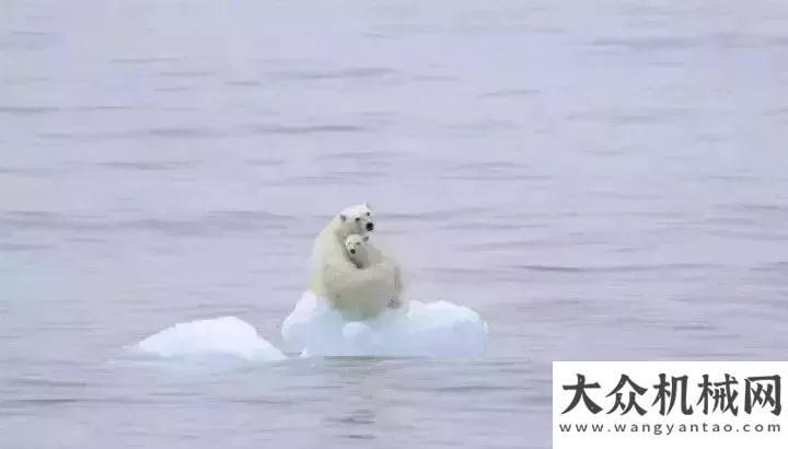 愛愛愛不完比亞迪：北極熊只有一個北極，人類只有一個地球！徐工我