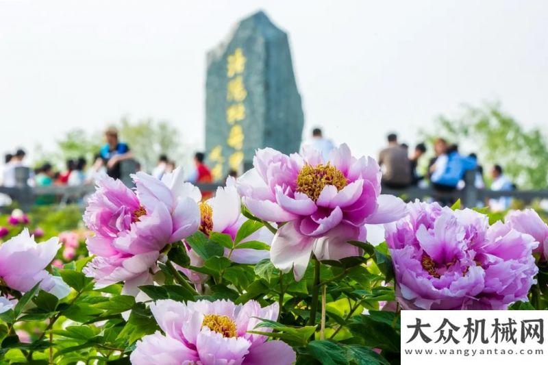 森視察三一凌宇汽車：豫見高端，洛賞牡丹，錯過等一年湖南