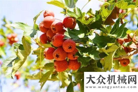 狂歡節(jié)開(kāi)啟方圓工業(yè)旅游推出“轉(zhuǎn)發(fā)微信”賞秋色美景活動(dòng)徐工路