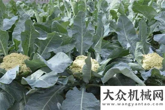 菲經貿論壇方圓生態(tài)園一片盎然生機三一重