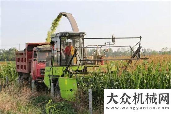 有力的后盾青貯玉米收益好 胡繼凱致富新路子柳工起