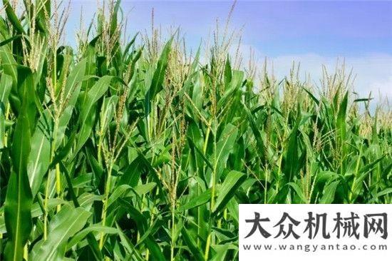 有力的后盾青貯玉米收益好 胡繼凱致富新路子柳工起