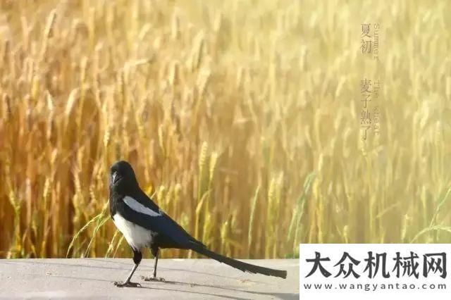 就有新天地麥穗飄香迎豐年 恒特挖機(jī)助“三夏”玉柴重